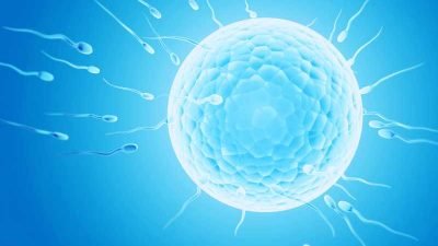 cfc-website-ovulation